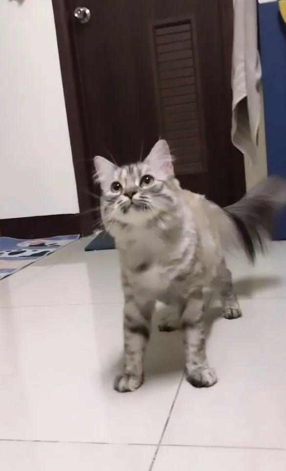 喵星人無奈看的主人，剛剛發生甚麼事。IG @mirumuru_mimimumu 提供