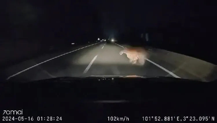 老虎跑入車道時就在車輛前方，駕駛煞車不及撞了上去。翻攝自推特