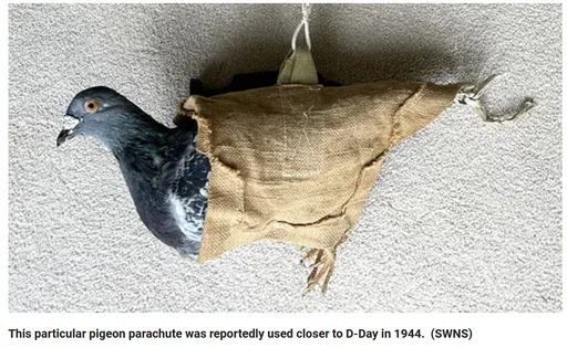 鴿子降落傘? 整理遺物驚見二戰通信間諜