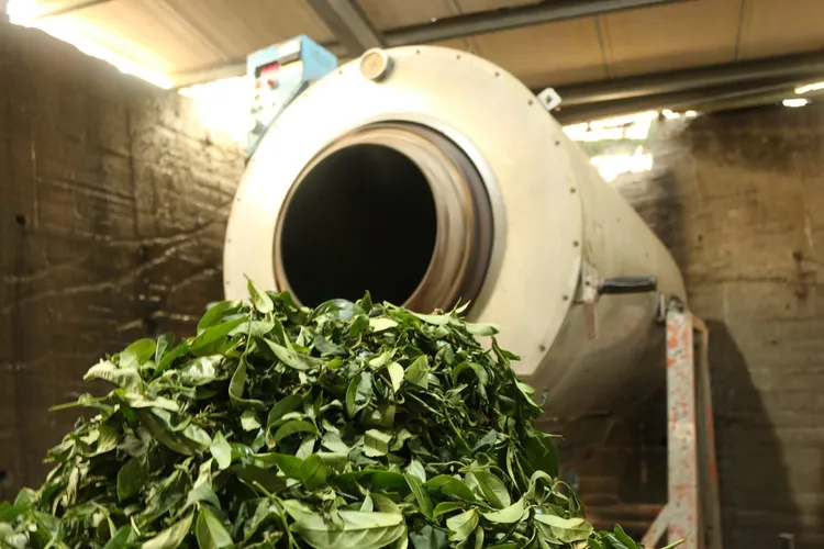 蔡智霖笑稱製茶工作每天都不一樣，唯一不變的是都很辛苦。蔡瑞陽茶舖提供