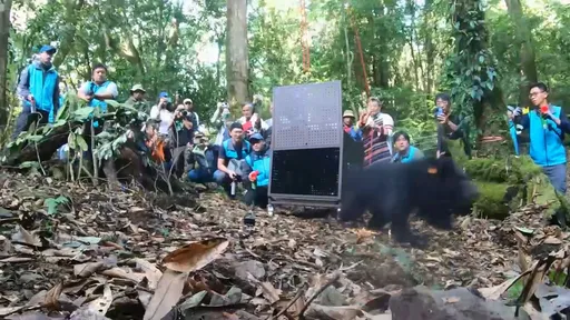 誤中陷阱劫後餘生!小熊Ziman傷癒野放 苗栗泰雅部落祝禱重返山林