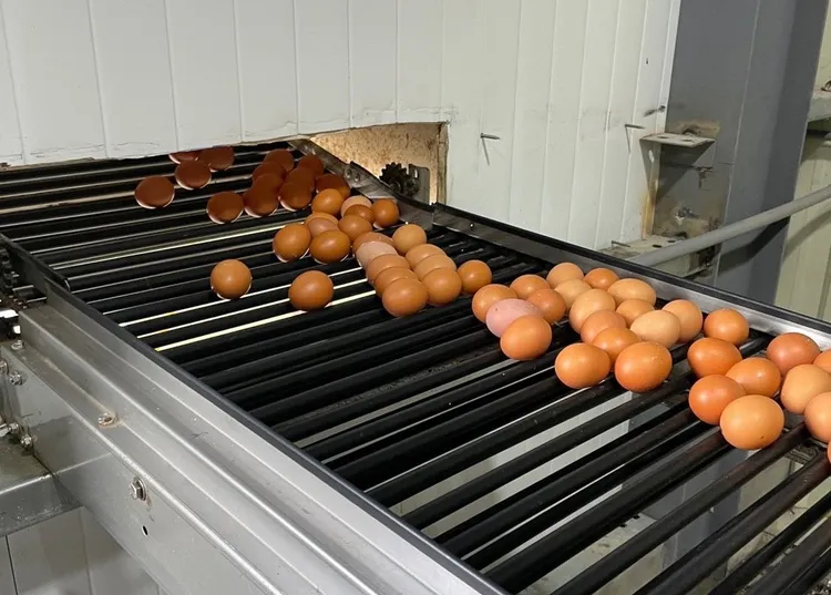 自動集蛋設備。農業局提供