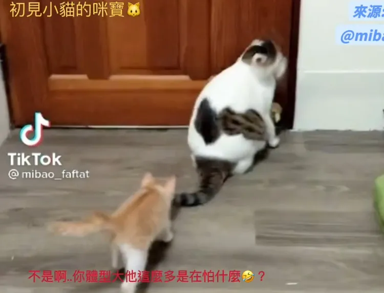 這是偶的尾巴不是你的玩具耶~TikTok@mibao_faftat 提供