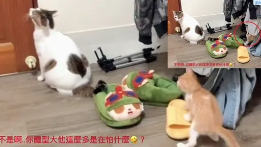 偶不是你娘!小貓太煩人 大貓急逃離超爆笑