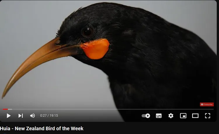 鐮嘴垂耳鴉。Youtube