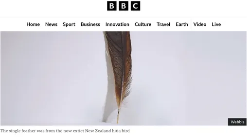 世界最貴一根羽毛拍賣近百萬　是什麼鳥？