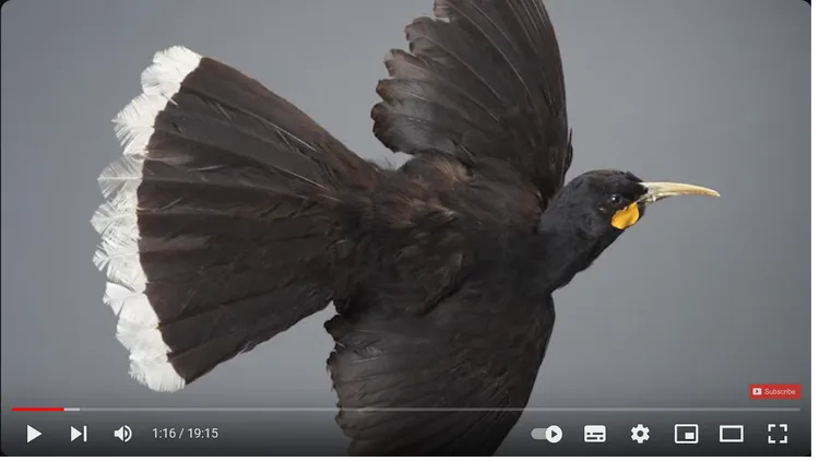 鐮嘴垂耳鴉。Youtube