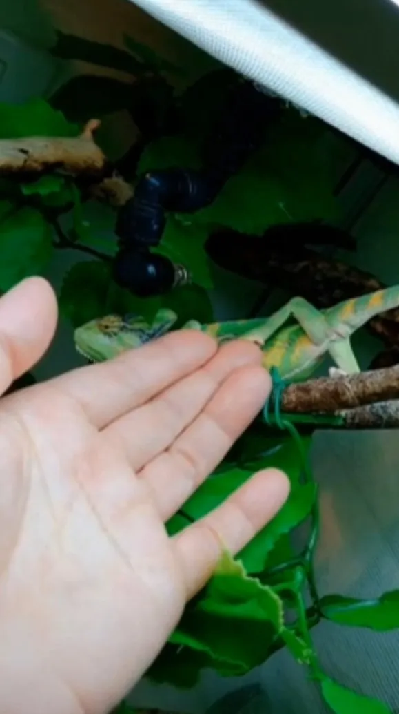 借過！你的手擋住我的路。FB：黃草莓 提供