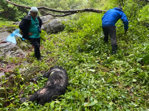 玉山國家公園台灣黑熊慘遭槍殺 曝屍3天被發現!不排除非法盜獵