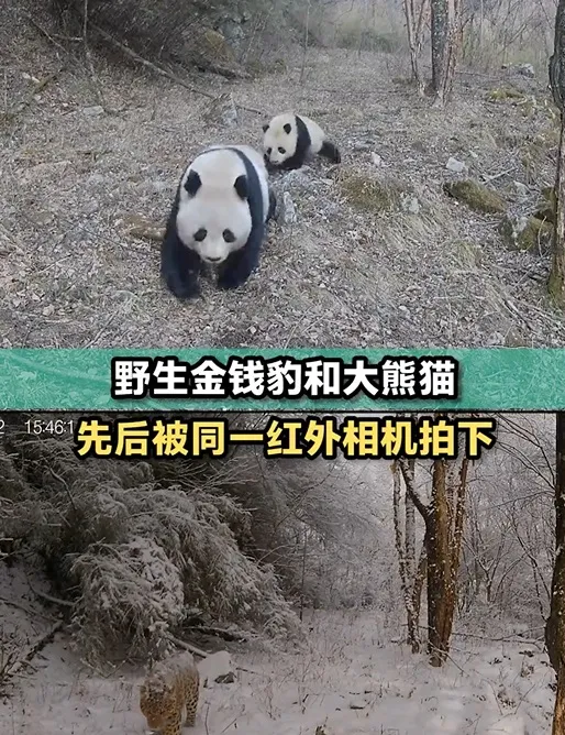 若真的大熊貓與金錢豹相遇，工作人員表示成年野生大熊貓幾乎沒有天敵。翻攝自微博