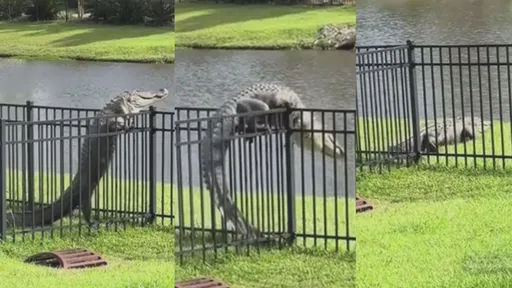 國外鱷魚翻越柵欄 用盡全力投奔自由