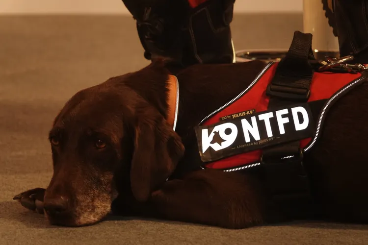 搜救犬Amei。江孟謙攝