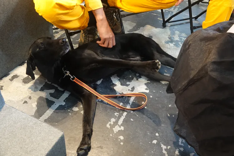 搜救犬Clay。江孟謙攝