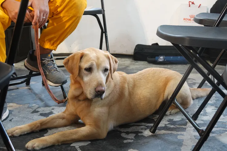 搜救犬Henin。江孟謙攝