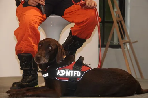 當搜救犬最佳後盾!寵物品大廠挹注250萬 強化「毛孩英雄」訓練、醫療環境