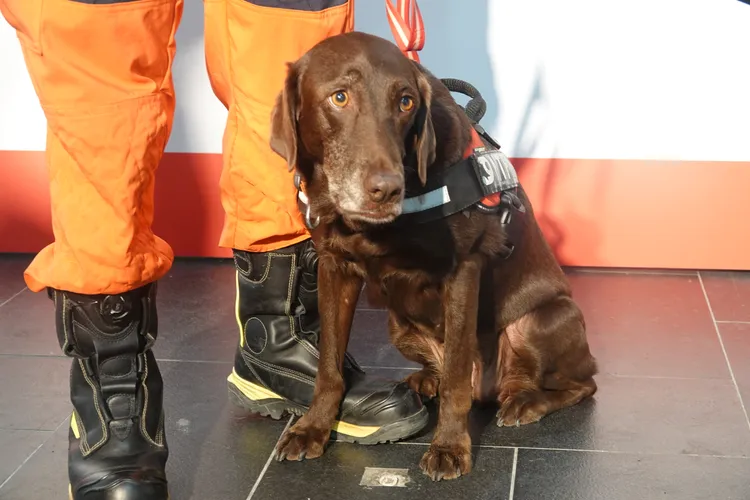 搜救犬Amei。江孟謙攝