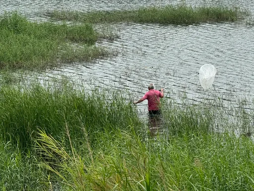 鱷魚出沒請注意!嘉義這處要小心 縣府急籲民眾勿貿然捕捉