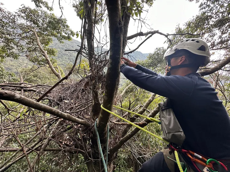 森林護管員攀樹測量記錄熊窩。林業保育署台中分署提供