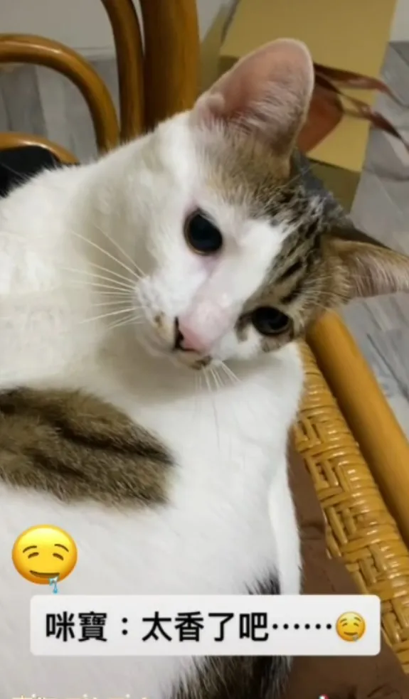 咪寶剛睡醒可愛模樣。TikTok@mibao_faftat 提供