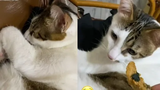 誰受的了!貓主人聞到鹹酥雞香味秒醒