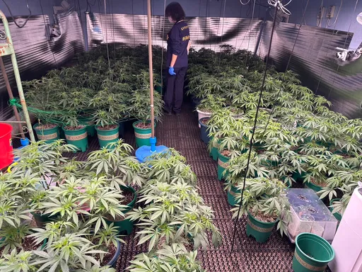 透天厝種百株大麻！藏地下室超隱密　想不到栽種在這裡