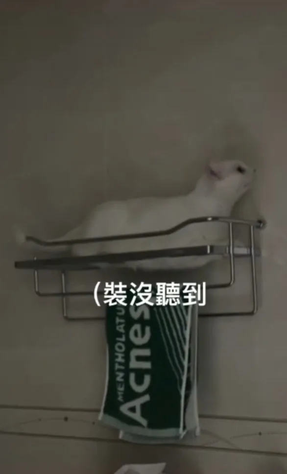 白貓躲到浴室裡，還是被發現了。TikTok@r7301__。精彩內容請看影片 提供