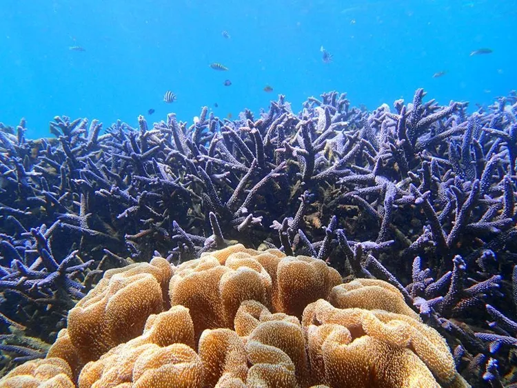 澎湖縣「七美島」臥牛灣，絕對不能錯過浪漫的海底薰衣草森林。Booking.com提供