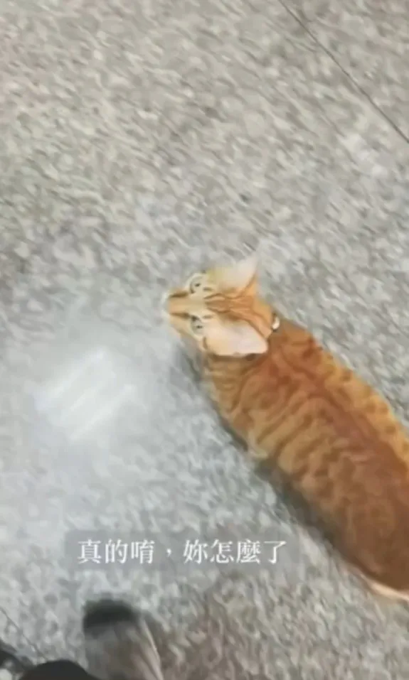 橘貓摳摳會跟著主人步伐前進。TikTok@mila_su31 提供