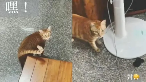 貓咪聽得懂人話 神奇回應鏟屎官無違和