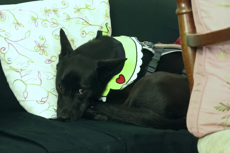 可愛的「七辣」露出無辜眼神。彭欣偉攝