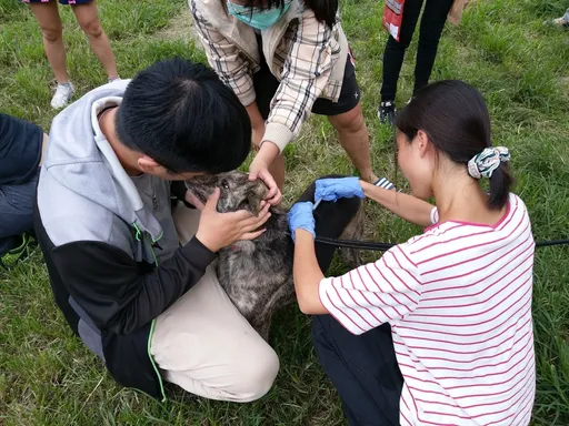 染疫鼬獾攻击人!花莲连三起 民众直击牠如「丧尸」发狂转圈圈