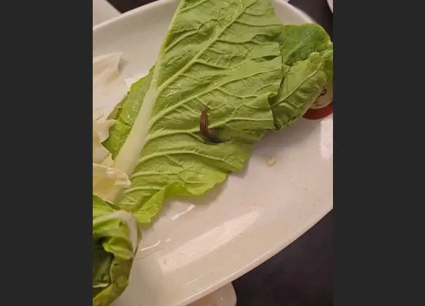 錢都火鍋白菜上有會動的蛞蝓。翻攝Dcard