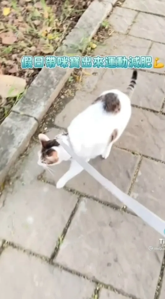 狗需要散步，貓胖也是要遛。TikTok@mibao_faftatxxxx 提供