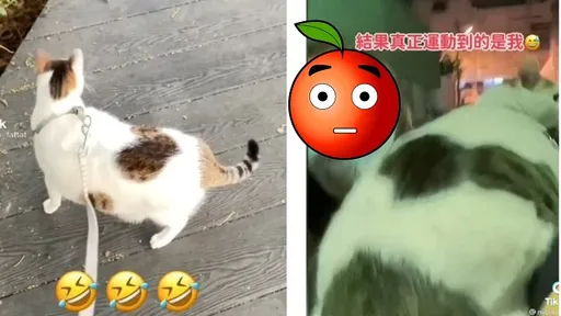 鏟屎官告訴你 如何分辨胖貓還是孕貓