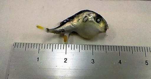 買小魚乾出現劇毒河豚乾 超市緊急宣布下架回收