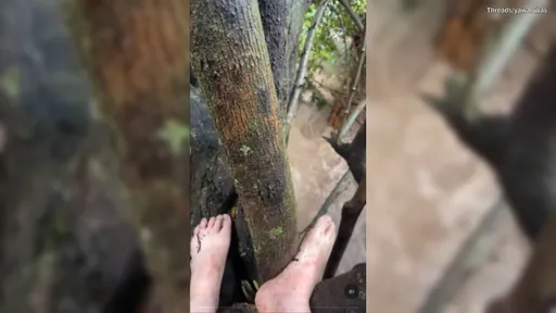 看肯亞動物遷徙遇洪水 她緊急爬樹加帶iPhone15撿回小命