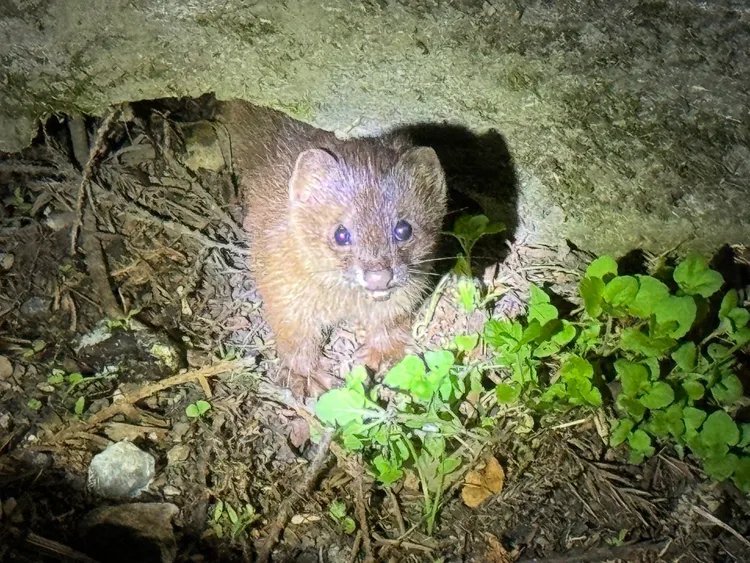 黃鼠狼現蹤武陵農場。武陵農場提供