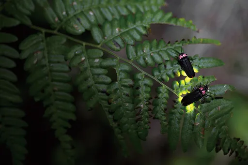 壹蘋派生活美語　夜晚小精靈螢火蟲的魔幻舞臺（一）