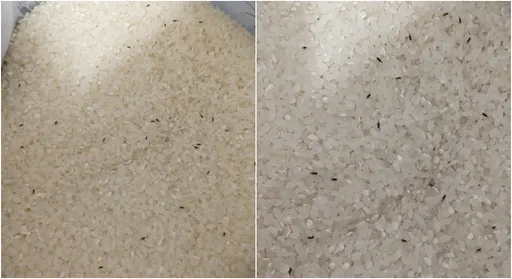 好市多買米2天全長蟲 專家教你如何預防米蟲入侵