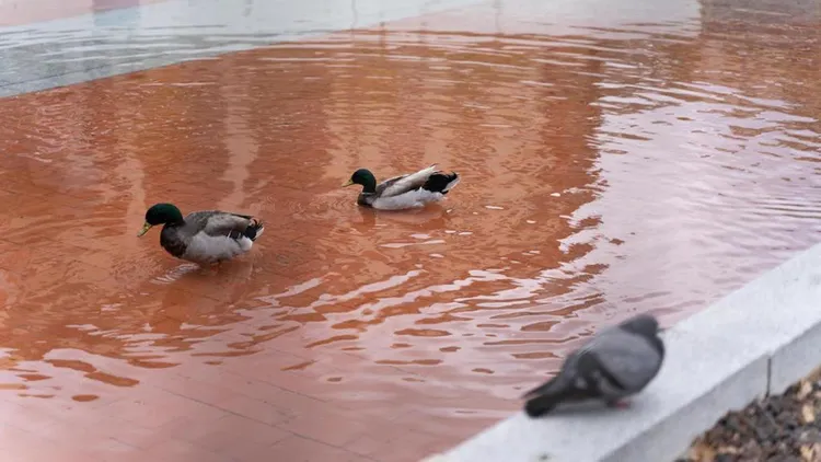 鴨子們又有水可用了。翻攝自《Diari de Sabadell》