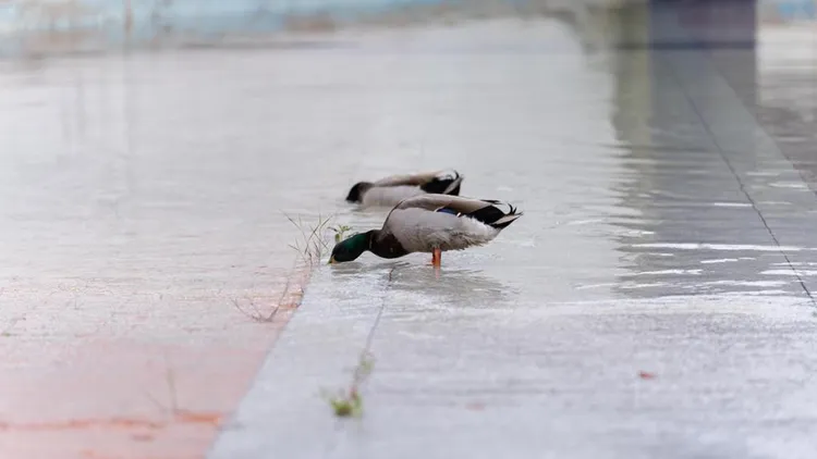 鴨子們又有水可用了。翻攝自《Diari de Sabadell》