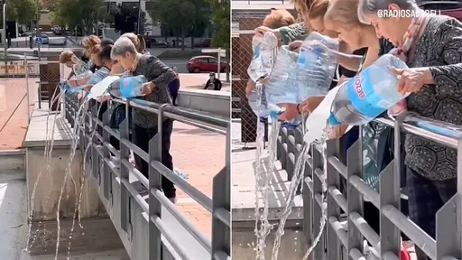 老外也瘋「放生礦泉水」? 謎團解開是人類對鴨子的愛