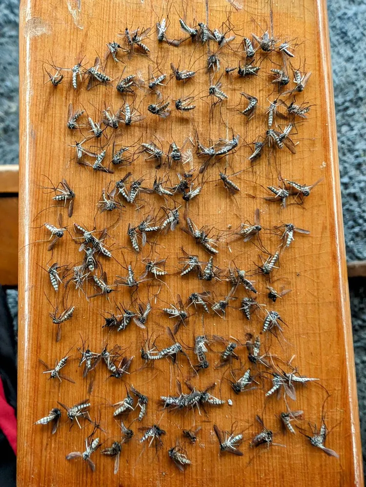 整齊排列，「戰績」好嚇人。莊信然提供