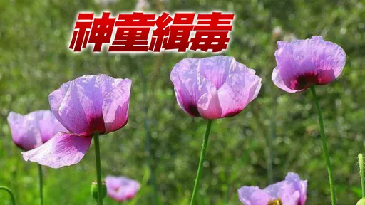 5歲童「神判斷」!搭車途中竟抓到違法種植罌粟花