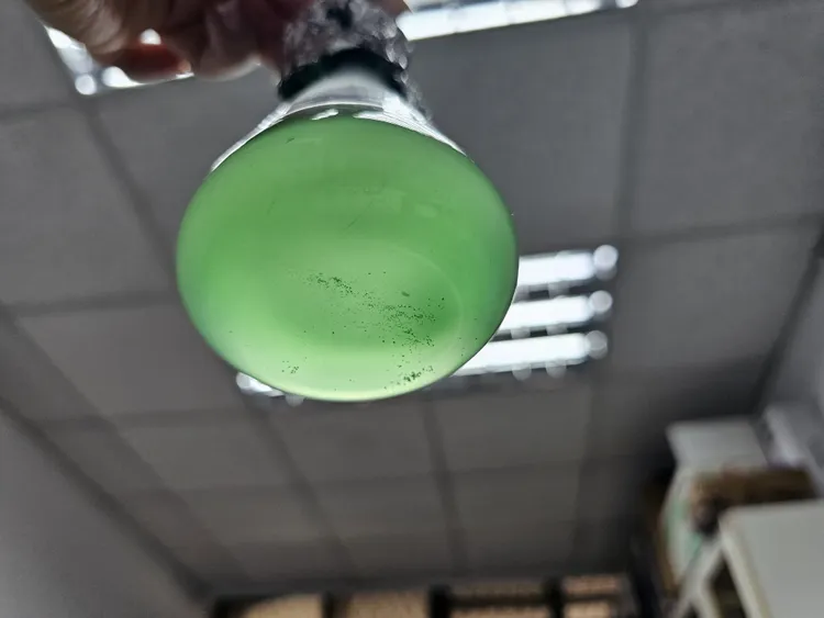 錐形瓶中的「陽明山溫泉紅藻」。中山大學提供