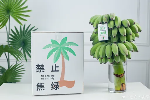 「禁止蕉綠」 中國年輕人流行辦公桌種香蕉