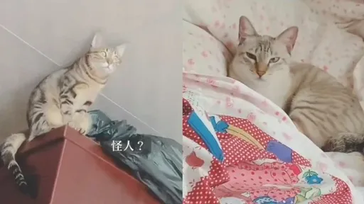 貓的100種個性 E貓、I貓一個家庭都出現