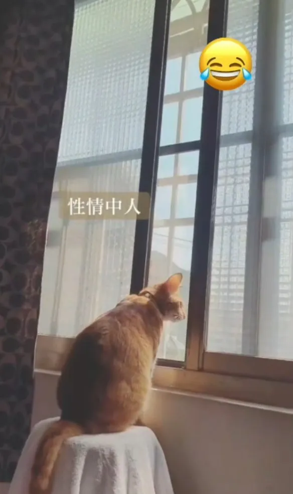 喵咪靜靜在窗邊看外面。TikTok@mila_su31 提供