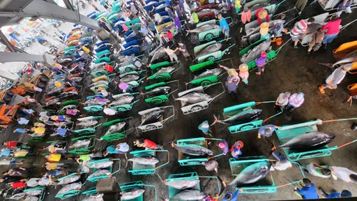 破除黑鮪魚價跌惡意謠言!每公斤100元 東港區漁會啟動保價機制