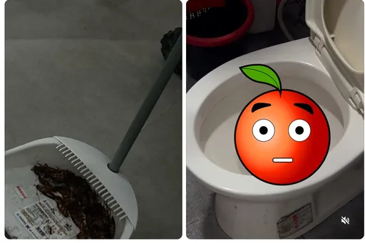 蟑螂爬滿廚房「1神器」殺光整個家族 餐廳店員都認證超有效